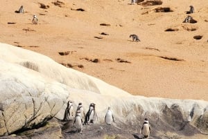 Penguins Watching Cachagua Island in Zapallar From Santiago