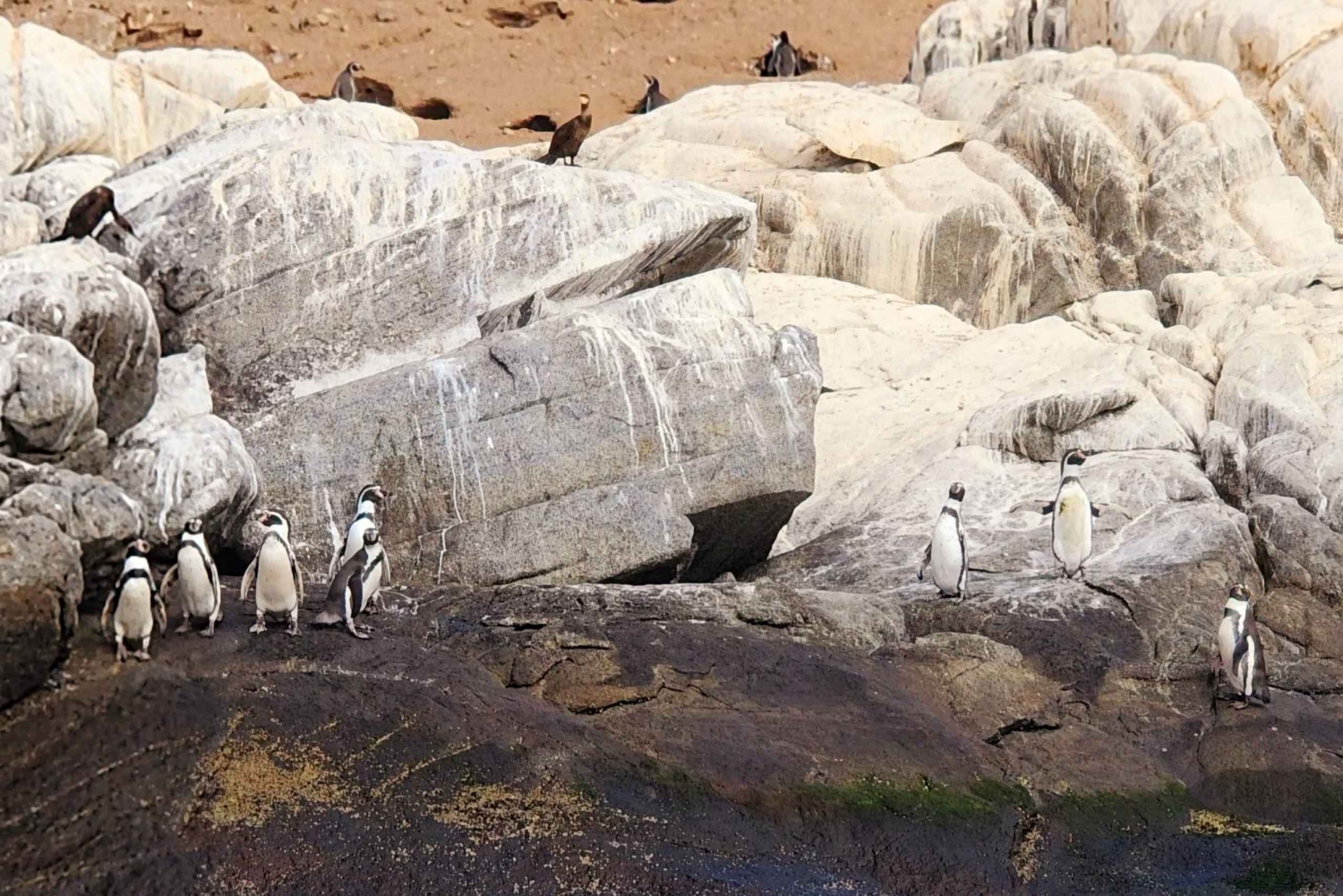 Pingwiny obserwujące wyspę Cachagua - Zapallar z Valparaiso