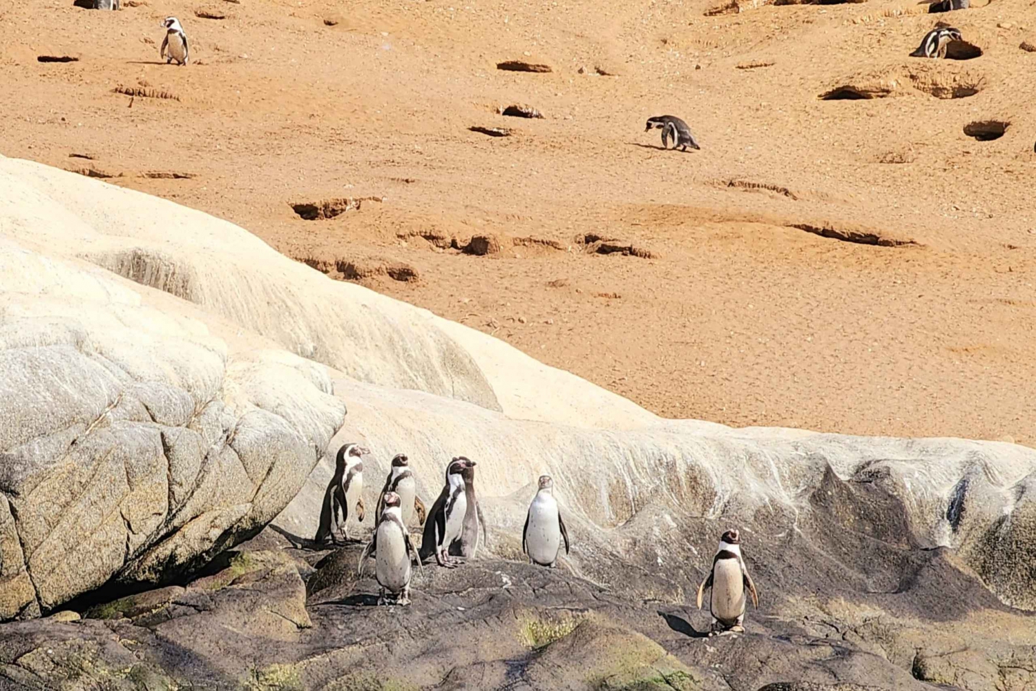 Penguins Watching Cachagua Island - Zapallar From Valparaiso