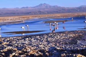 Piedras Rojas, Salar de Atacama en meren van de hoogvlakte