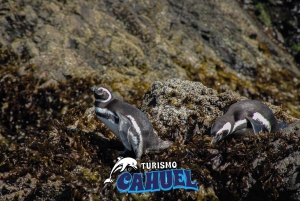 Pingüinos en Chiloé: Rocas y aves.