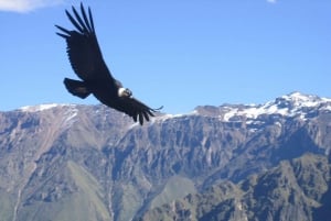 Visite semi-privée des vignobles des Andes Portillo et Aconcagua