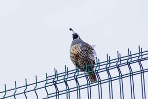 Yksityinen kaupunkikierros Santiago & viinibaarikokemus