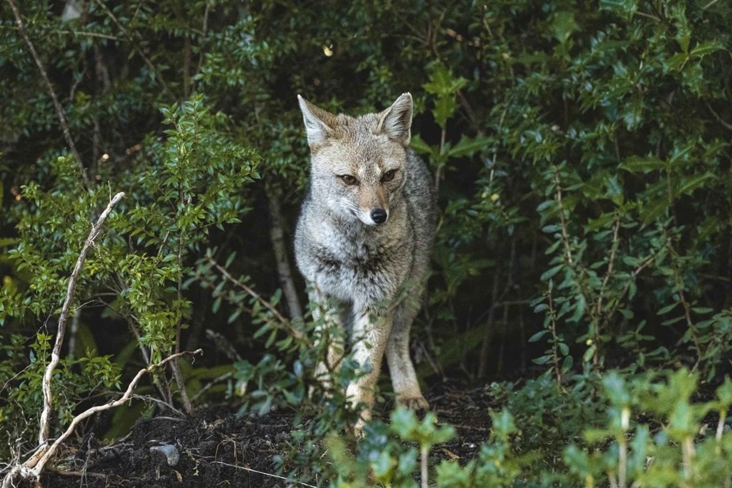 Tour privado de 1 día: cascadas de Petrohué y lago Todos los Santos