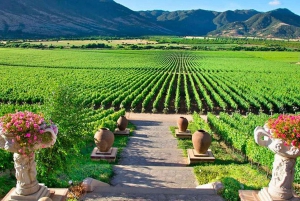 Private-Tour of Chilean Wine Country: Colchagua