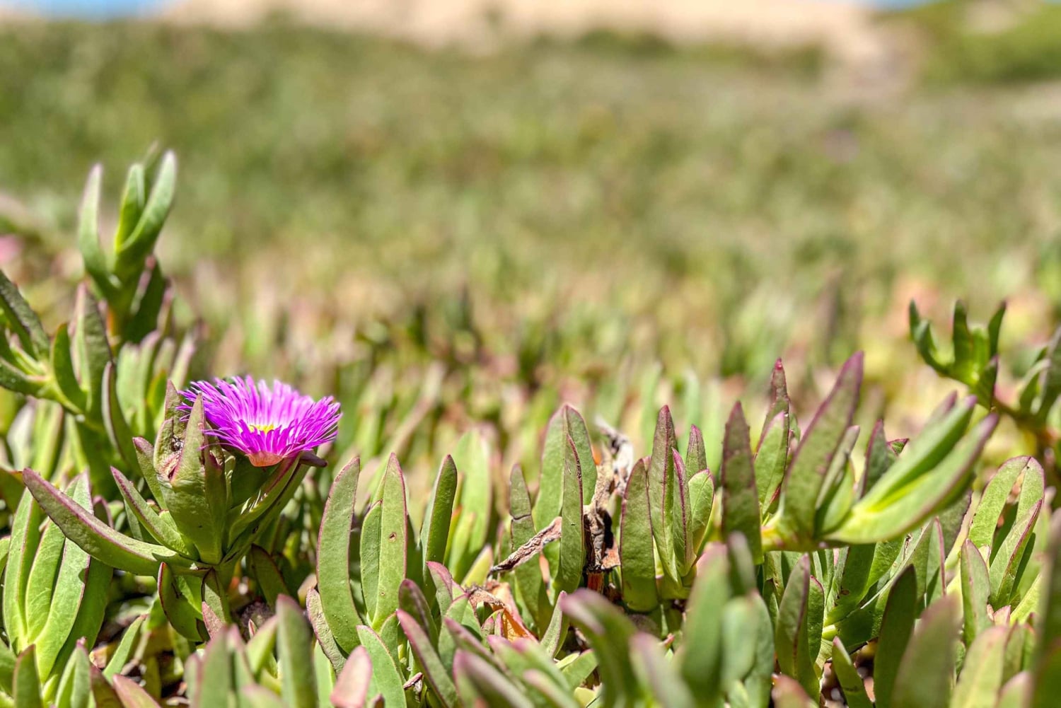 Частный тур Вальпараисо, Винья-дель-Мар и дюны Конкон