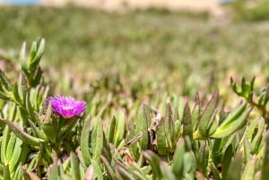 Частный тур Вальпараисо, Винья-дель-Мар и дюны Конкон