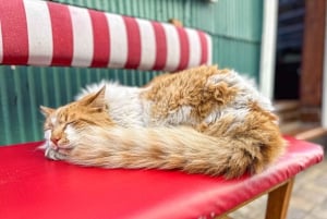 Частный тур Вальпараисо, Винья-дель-Мар и дюны Конкон