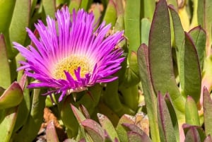 Частный тур Вальпараисо, Винья-дель-Мар и дюны Конкон