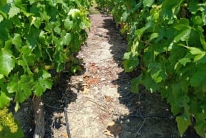 Private Wine Tour Casablanca Valley