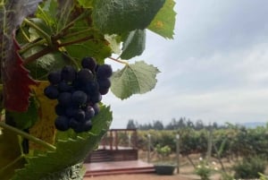 Private Wine Tour Casablanca Valley