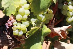 Private Wine Tour Casablanca Valley