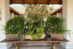 Private Wine Tour Casablanca Valley