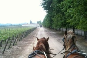 Private Wine Tour Colchagua Valley