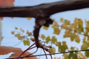 Private Wine Tour Colchagua Valley