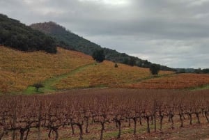 Private Wine Tour Colchagua Valley