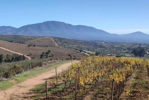 Private Wine Tour Colchagua Valley