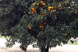 Private Wine Tour Colchagua Valley