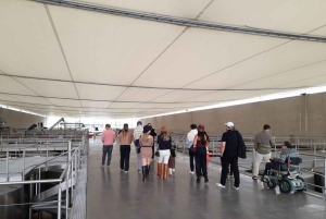 Privat vintur Holistisk opplevelse Viña Vik