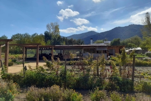 Privat vintur Holistisk opplevelse Viña Vik