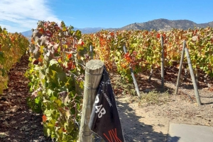 Privat vintur Holistisk opplevelse Viña Vik