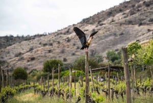 Privat vintur i Maipo-dalen