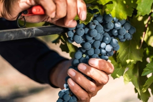 Privat vintur i Maipo-dalen