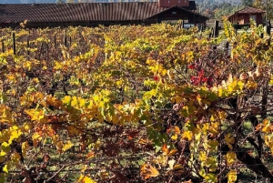 Privat vintur i Maipo-dalen