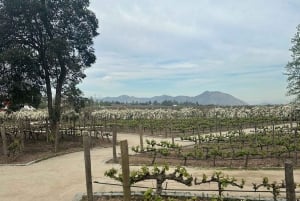 Privat vintur Marques de Casa Concha Concha