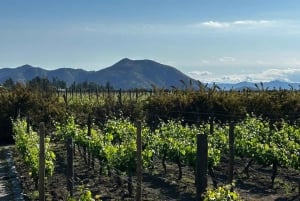 Privat vintur Marques de Casa Concha Concha