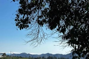 Privat vintur Marques de Casa Concha Concha