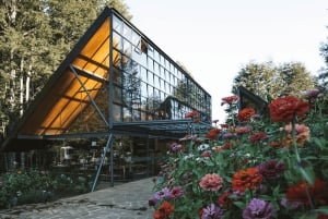 Pucón: Parque Termal e Botânico com transporte e entradas