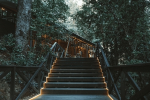 Pucón: Thermal and Botanical Park with transportation and admission