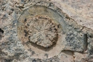 Puerto Guadal: przejażdżka konna szlakiem skamieniałości z lunchem w formie pudełkowej