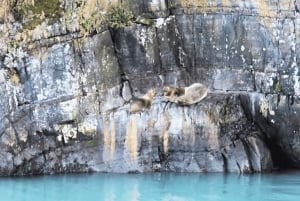 Puerto Natales : navigation vers les glaciers Balmaceda et Serrano