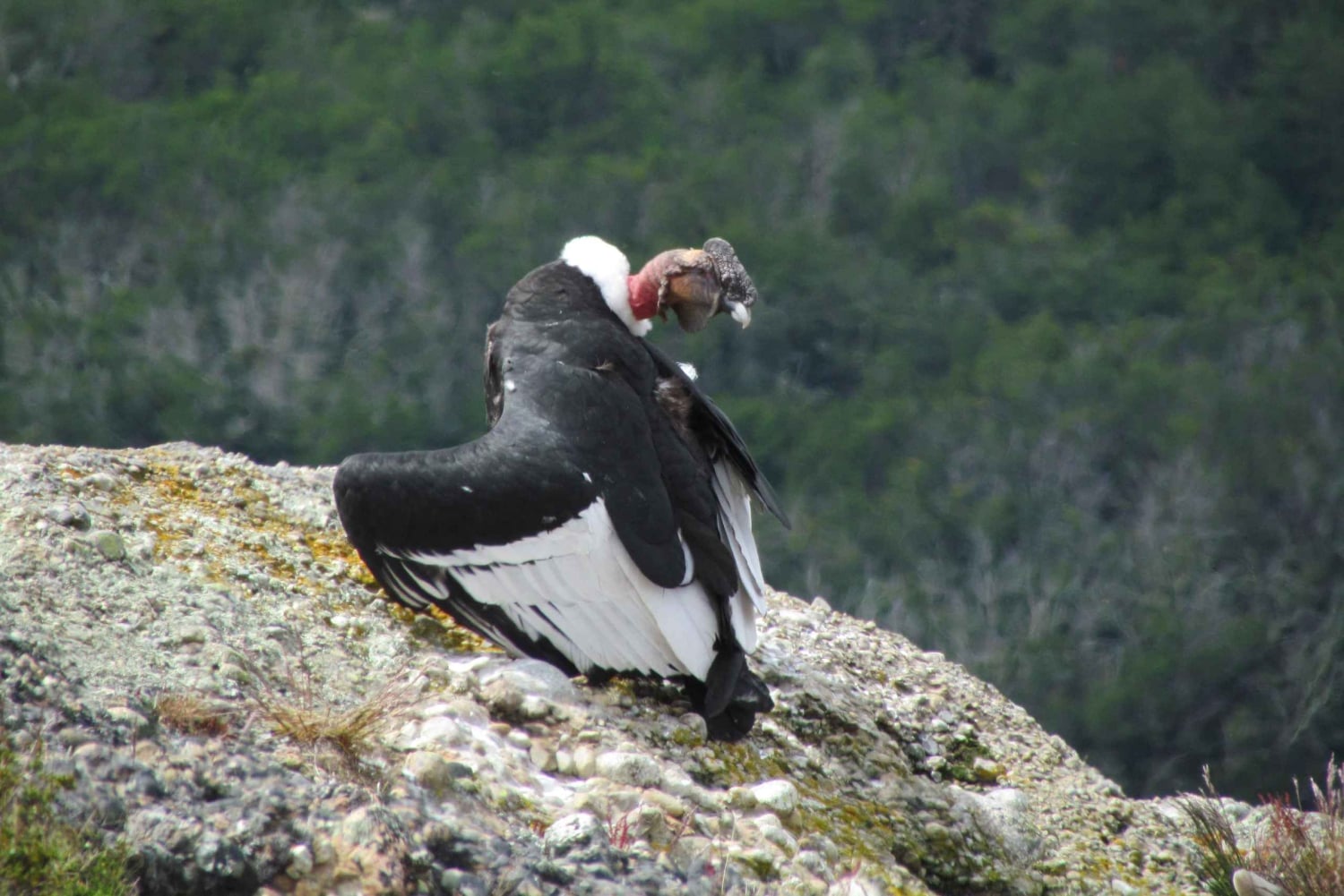 Puerto Natales: Caminata de Medio Día al Cerro Benítez con Cóndores