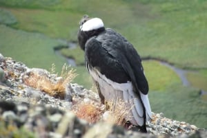 Puerto Natales: Cerro Benitez Halbtageswanderung mit Kondoren