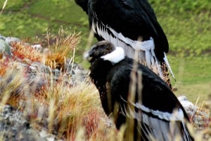 Puerto Natales: Cerro Benitez Halbtageswanderung mit Kondoren
