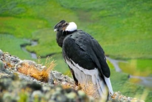 Puerto Natales: Cerro Benitez Halbtageswanderung mit Kondoren