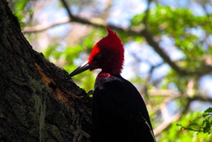 Puerto Natales: Cerro Benitez Halbtageswanderung mit Kondoren