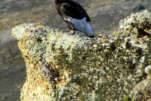 Puerto Natales: Cerro Benitez Halbtageswanderung mit Kondoren