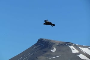 Puerto Natales: Caminata de Medio Día al Cerro Benítez con Cóndores