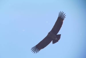 Puerto Natales: Caminata de Medio Día al Cerro Benítez con Cóndores