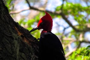 Puerto Natales: Caminata de Medio Día al Cerro Benítez con Cóndores