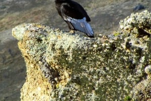 Puerto Natales: Caminata de Medio Día al Cerro Benítez con Cóndores