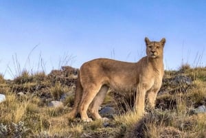 Puerto Natales: Full Day Aonikenk & Cuernos Lookout Trails