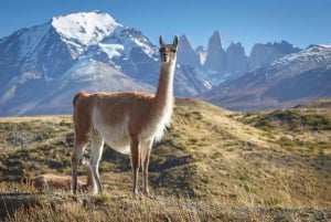 Puerto Natales: Full Day Aonikenk & Cuernos Lookout Trails