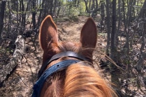 Puerto Natales: Escursione a cavallo di un'intera giornata sulle montagne