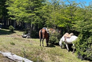 Puerto Natales: Escursione a cavallo di un'intera giornata sulle montagne