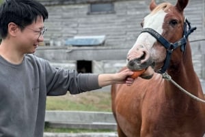 Puerto Natales: Escursione a cavallo di un'intera giornata sulle montagne